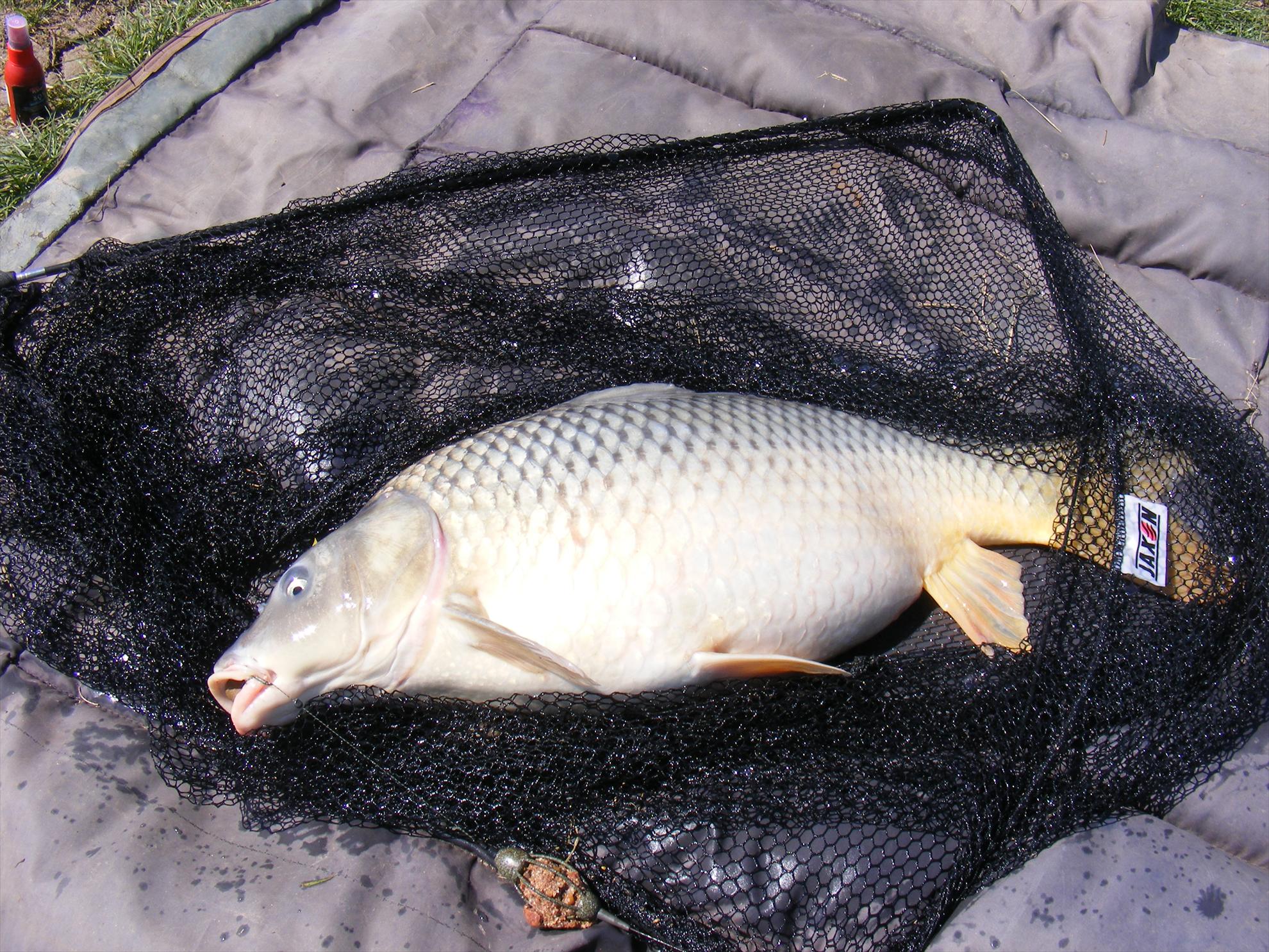 Moara Vlasiei-Dream place! - dscf1659.JPG